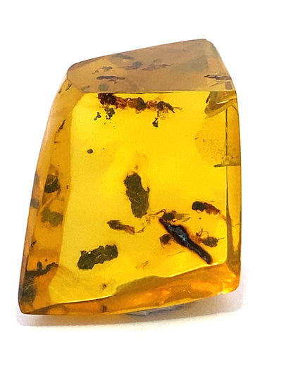 Amber with Insects from Chiapas, Mexico