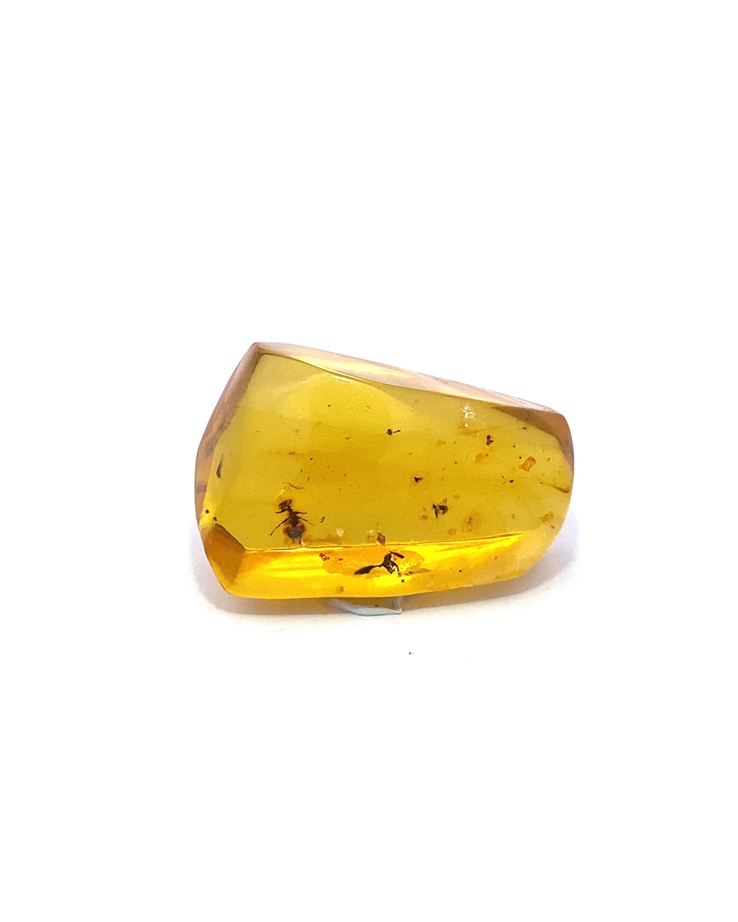 Amber with Insects from Chiapas, Mexico