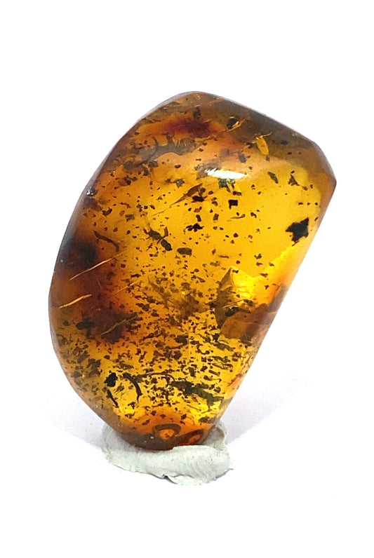 Amber with Insects from Chiapas, Mexico