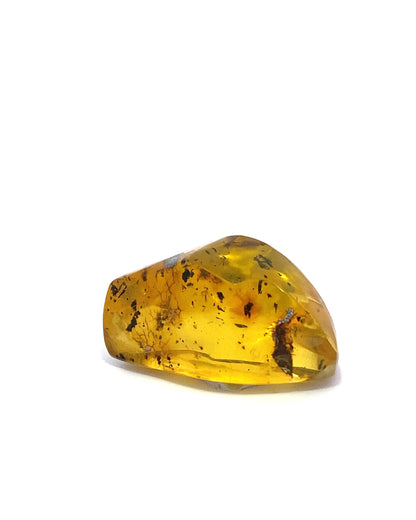 Amber with Insects from Chiapas, Mexico