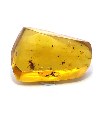 Amber with Insects from Chiapas, Mexico