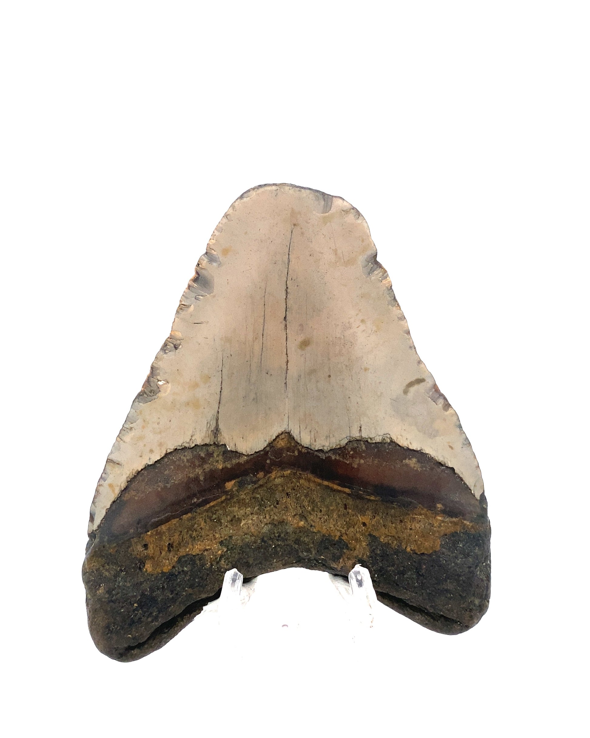 Megalodon_Tooth_MEG026_Image_1