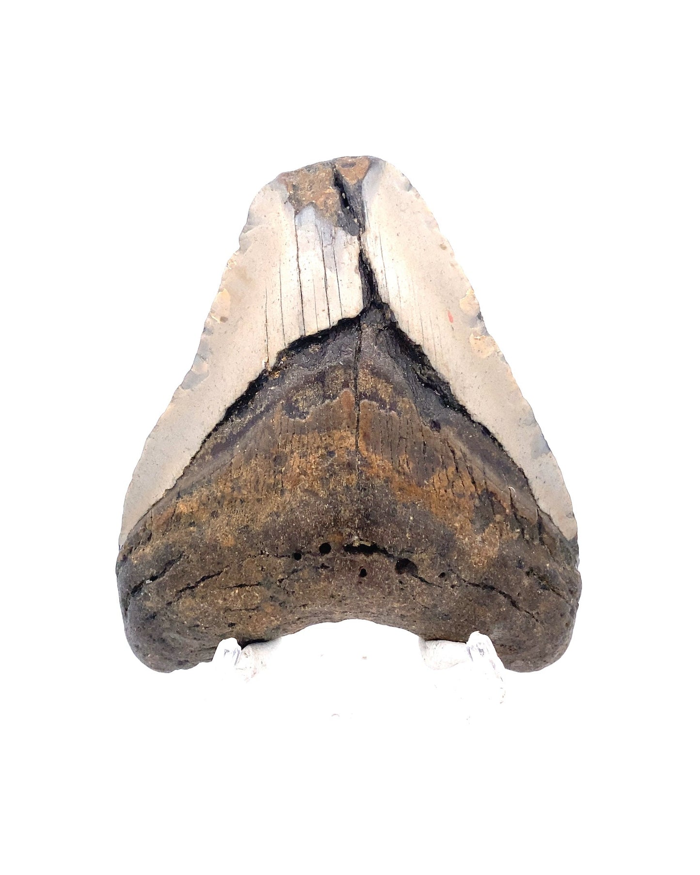 Megalodon_Tooth_MEG026_Image_2