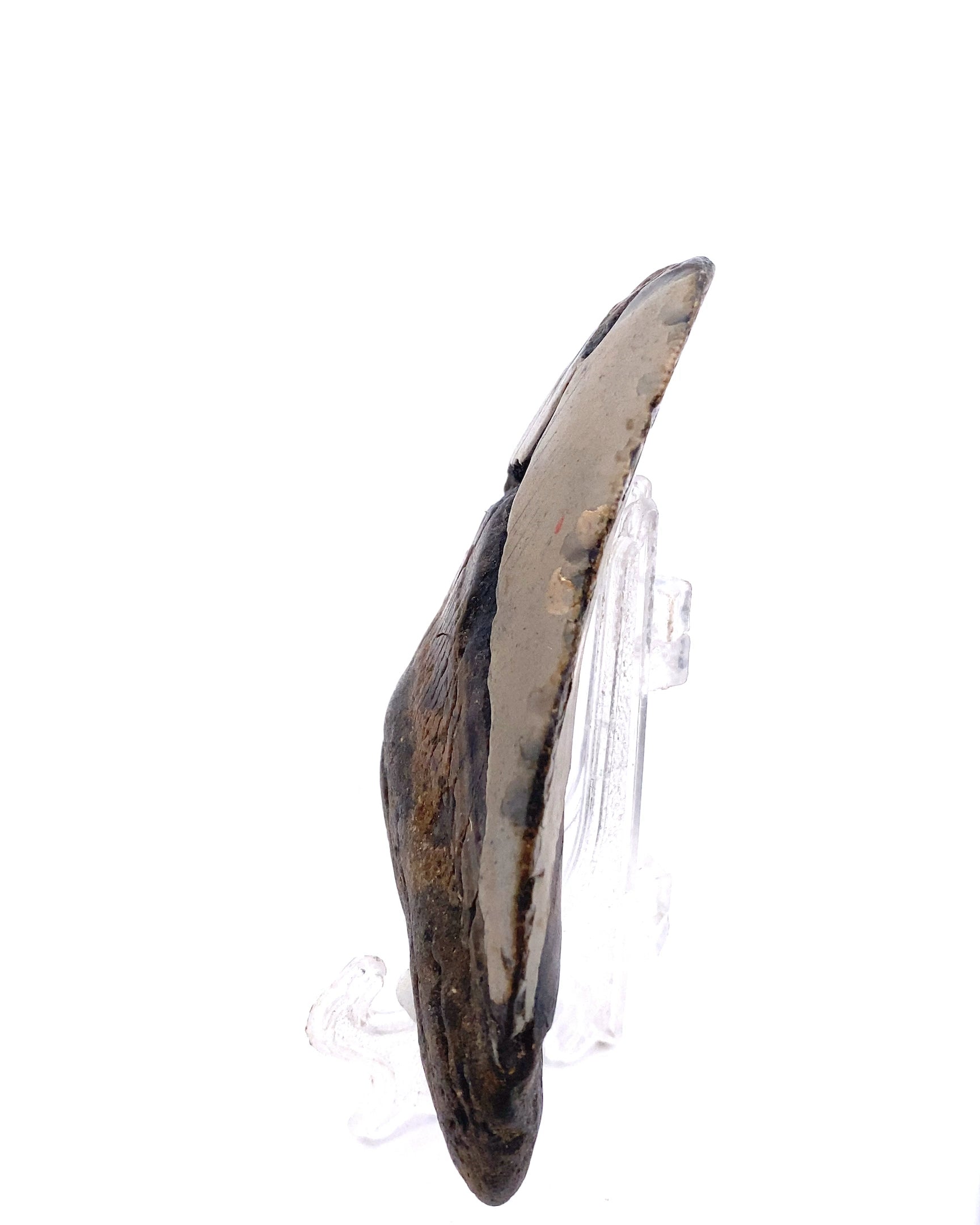 Megalodon_Tooth_MEG026_Image_3