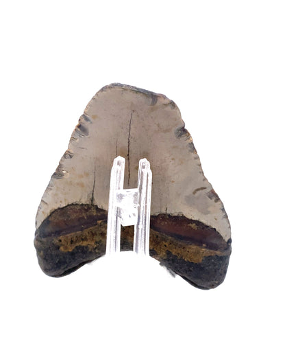 Megalodon_Tooth_MEG026_Image_4