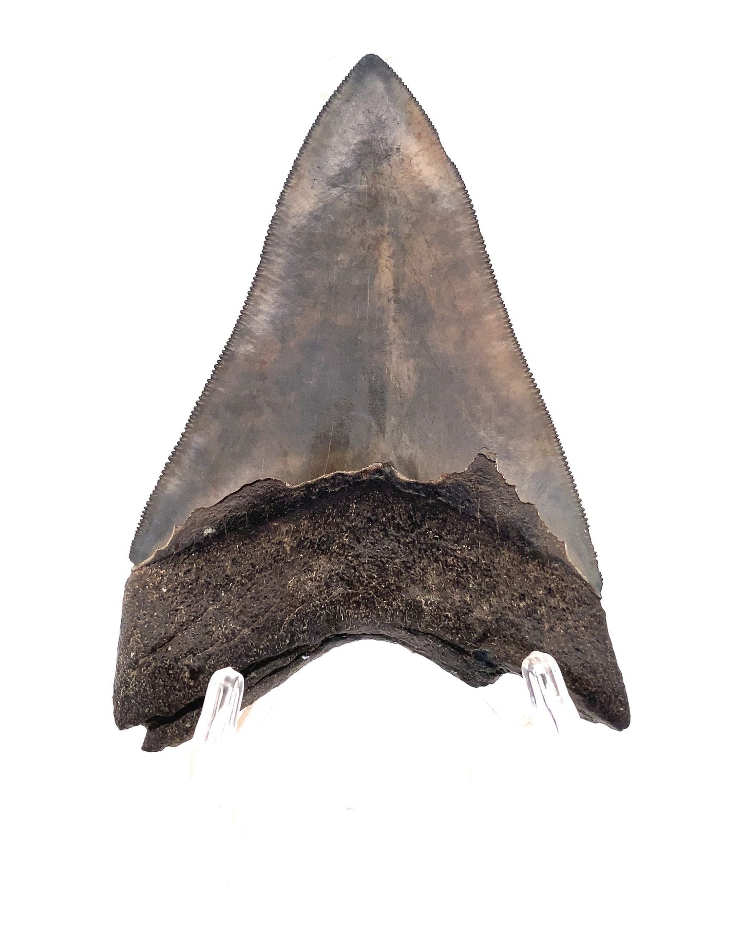 104mm HIGH QUALITY Megalodon Tooth - North Carolina, USA