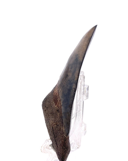 104mm HIGH QUALITY Megalodon Tooth - North Carolina, USA