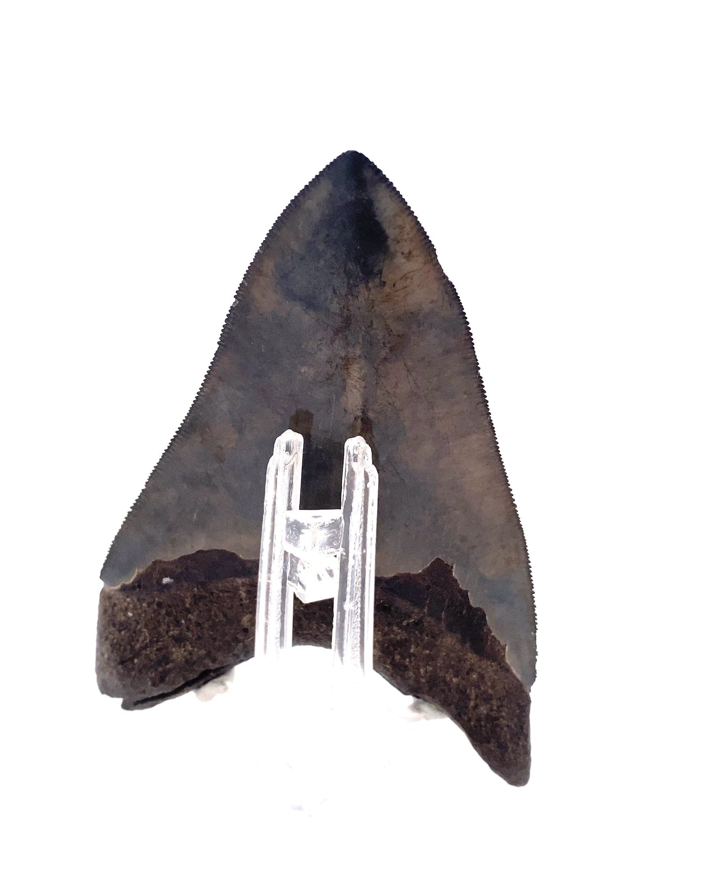 104mm HIGH QUALITY Megalodon Tooth - North Carolina, USA