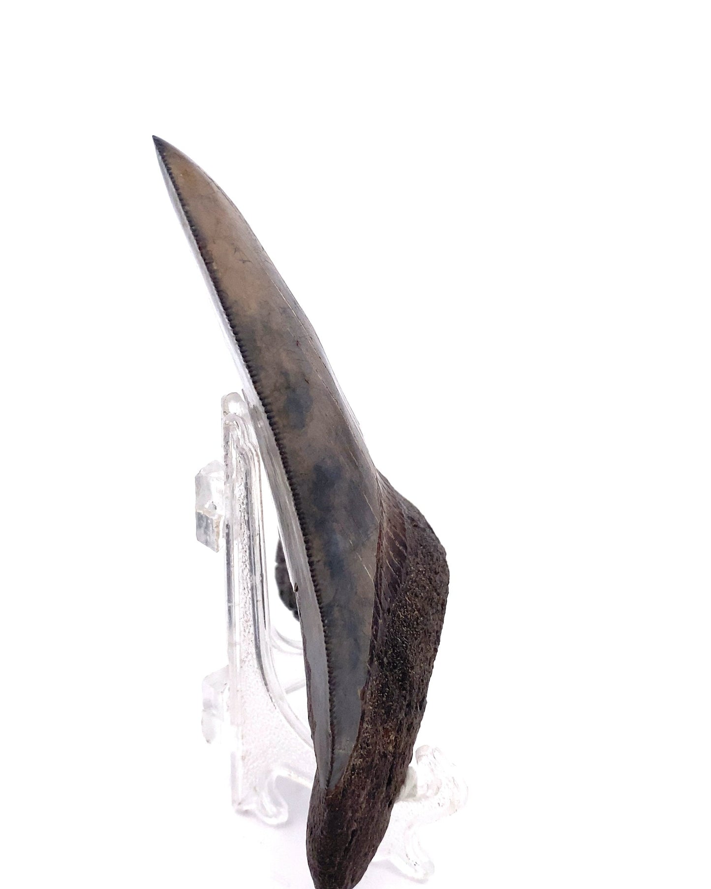 104mm HIGH QUALITY Megalodon Tooth - North Carolina, USA